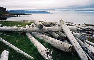 driftwood